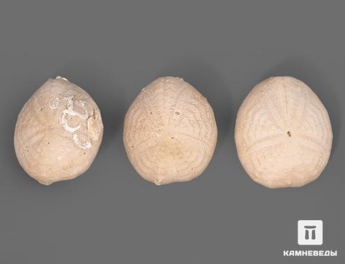 Морской ёж Eupatagus Floridanus, 4,3х3,5х2 см, 8-23/17, фото 3