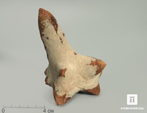 Глендонит (беломорская рогулька), 10-12 см, 4802, фото 1