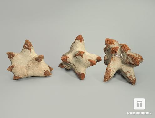 Глендонит (беломорская рогулька), 10-12 см, 4802, фото 2
