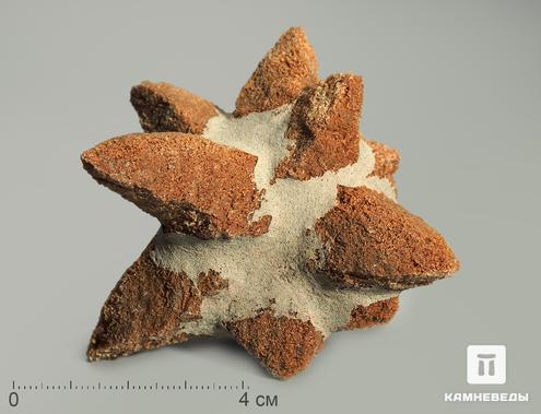 Глендонит (беломорская рогулька), 7,7х4х3,1 см, 10-259/11, фото 1