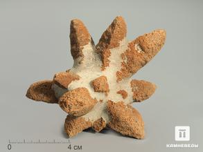 Глендонит (беломорская рогулька), 9-11 см