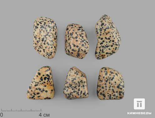 Яшма далматиновая (трахириодацит), крупная галтовка 3-4,5 см (20-25 г), 15466, фото 1
