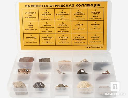 Коллекция палеонтологическая (15 образцов), 25150, фото 1