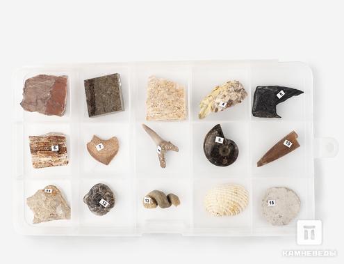 Коллекция палеонтологическая (15 образцов), 25150, фото 3